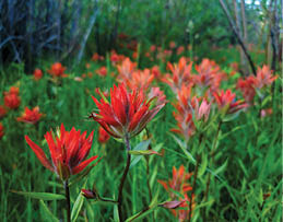 A field of red flowers with green leaves. AI generated content